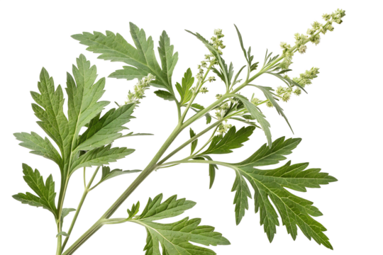 Artemisia vulgaris isolated on white background