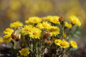 Coltsfoot flowers on spring lawn. Blooming mother and stepmother at april