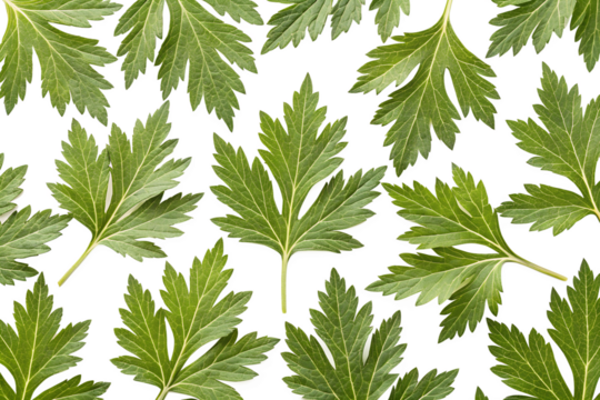 seamless pattern background with Artemisia vulgaris leaves