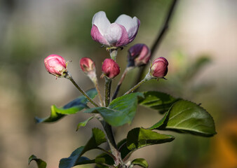 Obraz premium A cluster of apple blossom buds, likely from a Malus species, displaying their delicate beauty. The tightly closed buds, a mix of pink and white, are clustered at the ends of slender stems.
