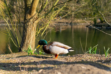 Close-up of wild waterfowl in urban park setting, natural wildlife moment in city garden, soft daylight and greenery in background