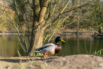 Close-up of wild waterfowl in urban park setting, natural wildlife moment in city garden, soft daylight and greenery in background