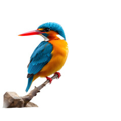 Colorful Kingfisher Ready to Dive