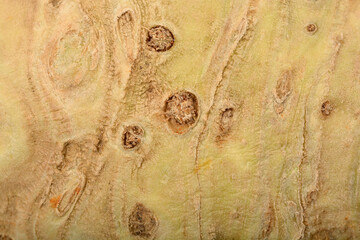 A close-up shows the textured, pale tan surface of a celery root with small rootlets and earthy imperfections