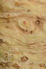 A close-up shows the textured, pale tan surface of a celery root with small rootlets and earthy imperfections