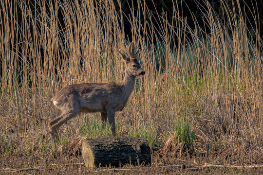 roe-deer in the forest