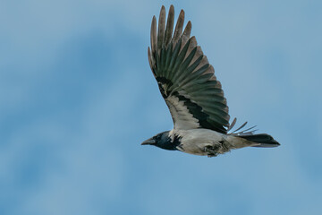 bird in flight