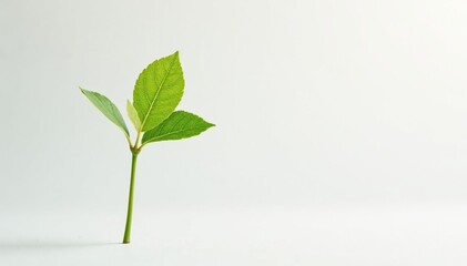 Single, delicate sapling against pure white backdrop , object, spring, light