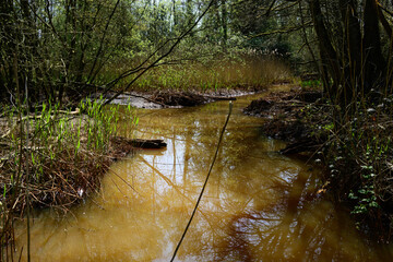 Photo of a brown stream through the forest with reflections in the water. In the Antwerp province, Municipality of Lille