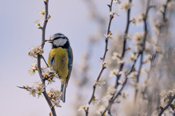 blue tit on branch