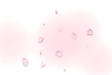 Pink rose petals drifting in air isolated on white