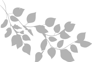 leaves shadows vector realistic on transparent background png