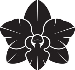 orchid flower isolated on white