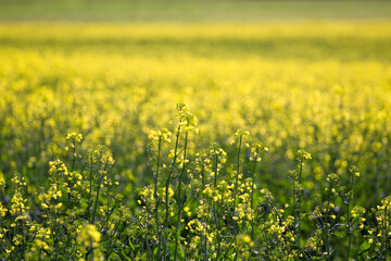Field of yellow rapeseed in the spring in Eurpe, Hungary