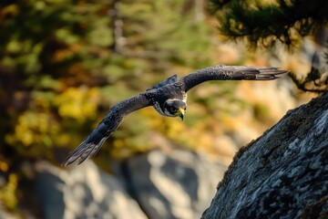 A peregrine falcon diving at Mount Maxwell Salt Spring Island