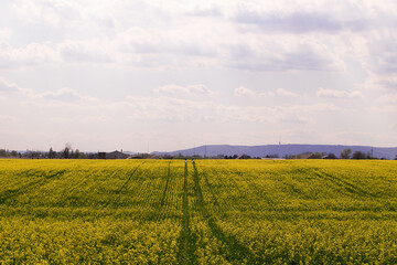 Field of yellow rapeseed in the spring in Eurpe, Hungary