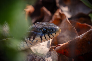 Zaskroniec zwyczajny (Grass snake)