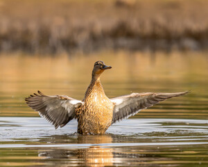 Mallard Duck