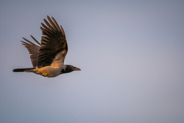 bird in flight