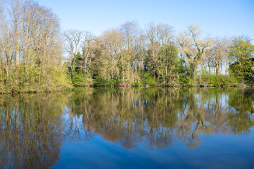 Tree reflections in the historical fortfication canal or Vesten in Ieper, West Flanders, Belgium