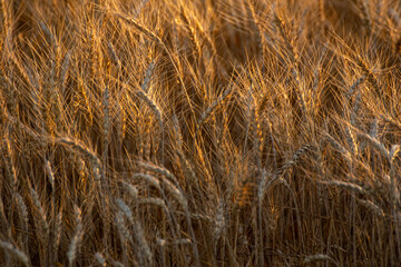 grain texture golden wheat in warm soft light, agricultural concept background textured