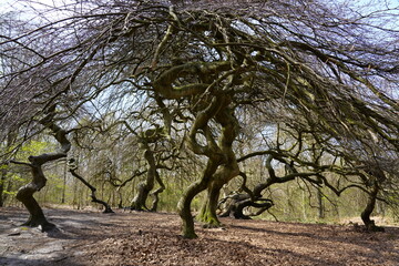 Twisted forest trees under a bare, sweeping canopy