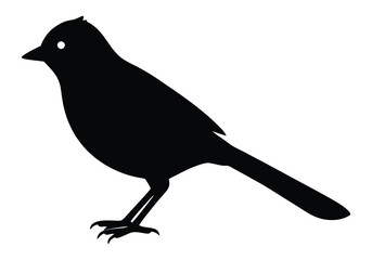 Bulbul Silhouette isolated on white background