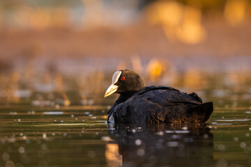 black winged blackbird