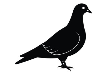 Passenger Pigeon Silhouette isolated on white background