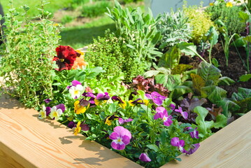 Gemüse und Küchenkräuter in Hochbeet