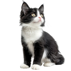 playful black and white cat standing Isolated on white transparent background