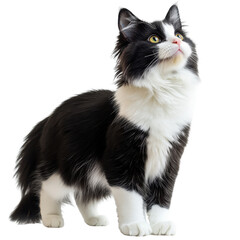 playful black and white cat standing Isolated on white transparent background
