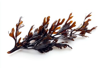Brown seaweed varieties isolated on white background
