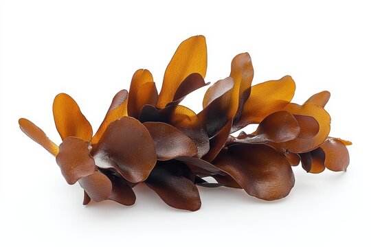 Brown seaweed including Fucus vesiculosus and rockweed isolated on white