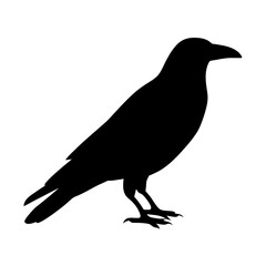 Silhouette of a Standing Raven,a Black Bird of Mystery and Symbolism, on on a transparent background