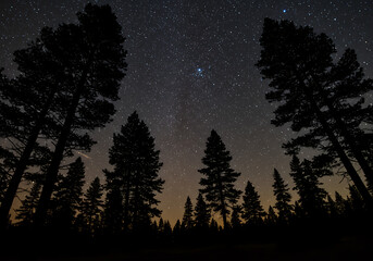 Fototapeta premium Night Sky Photography: Starry Night over Silhouetted Trees