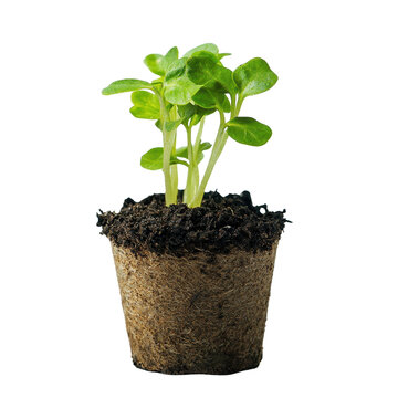 recommend clip art: young plant sprout growing from soil isolated on white transparent background