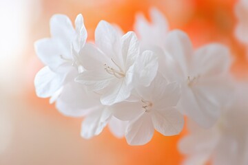 Delicate white flowers with soft focus against an orange backdrop