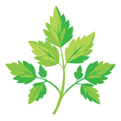 herb botanical illustration