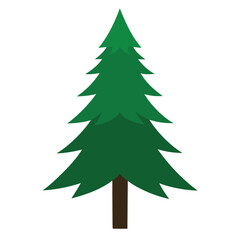 realistic spruce tree vector