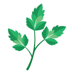 herb leaves clipart