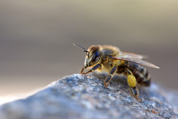 European honey bee. Beneficial insect. Pollen on legs. Garden pollinator. Bees produce fresh, healthy, honey. Beekeeping concept. macro photo. close-up. isolated.