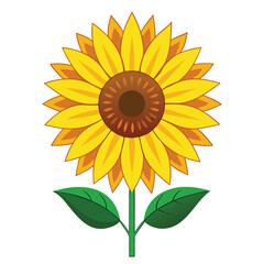 Bright yellow sunflower blossom, a single petal of summer beauty isolated on white