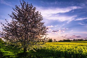 Blooming apple tree on the rapeseed field in the beautiful evening light