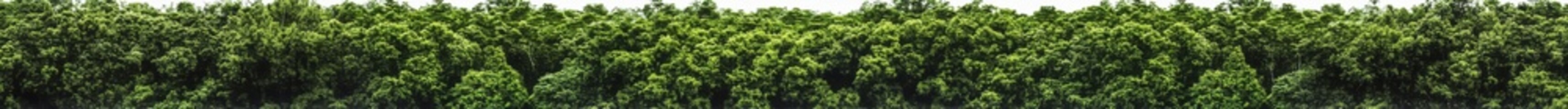 A blurry, panoramic shot of a dense, green forest