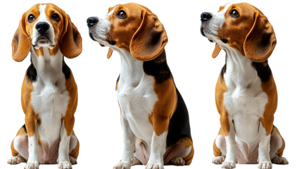Happy beagle in different positions sitting, lying, standing, isolated on white background
