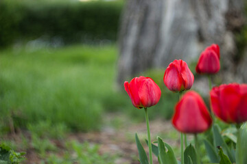 Obraz premium red tulips in the garden