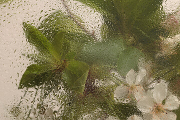 Soft focus green, beige leaf and  flower bouquet through glass with wet water drops. Abstract natural blur background.