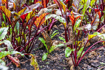 Young beetroot plants in a bed