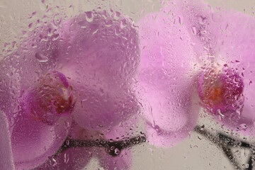Soft focus pink Orchid flower bouquet through glass with wet water drops. Abstract natural blur...